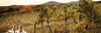 Vineyards around Vienna
