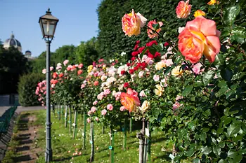 Rosen im Volksgarten