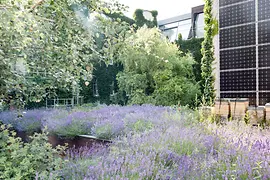 Lavender roof