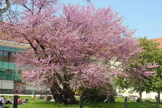 Campus of the University of Vienna