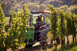 Traktor in den Wiener Weinbergen