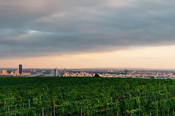 Ausblick über Wien mit Weinbergen im Vordergrund