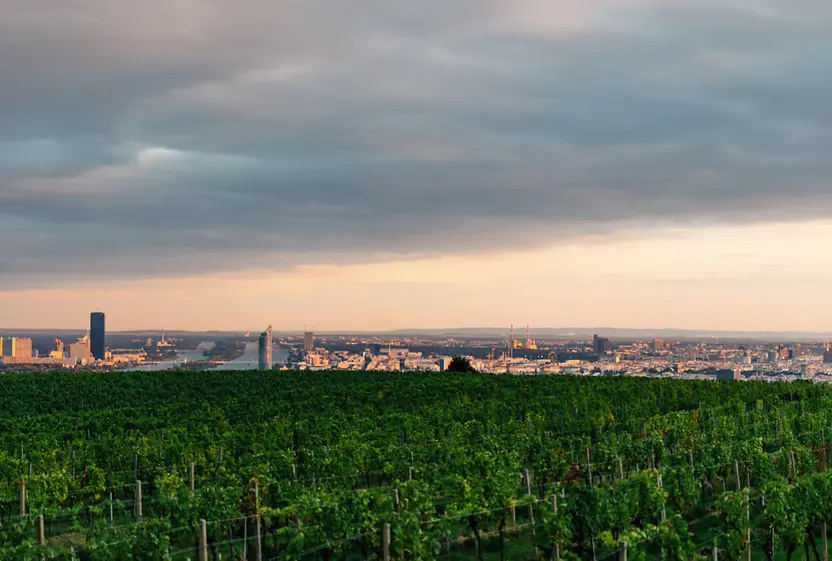 Ausblick über Wien mit Weinbergen im Vordergrund