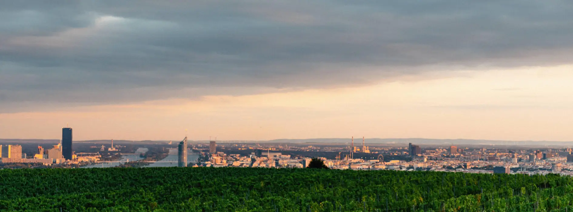 Ausblick über Wien mit Weinbergen im Vordergrund